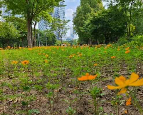 서울숲피크닉 서울숲피크닉