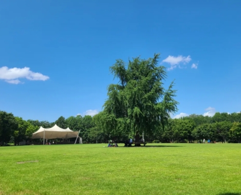 서울숲피크닉 서울숲피크닉