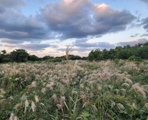 서울에서는 쉽게 볼수 없는 억새....