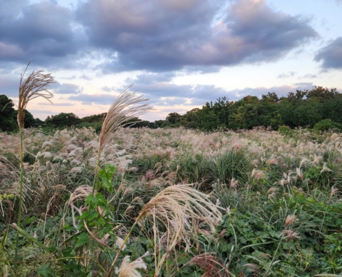 서울에서는 쉽게 볼수 없는 억새....