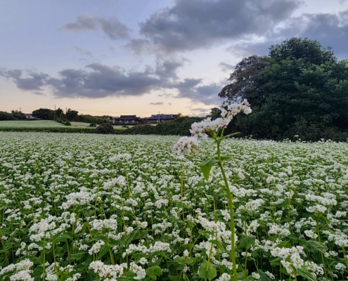 제주도 이름모를 길가의 메밀밭 풍경...