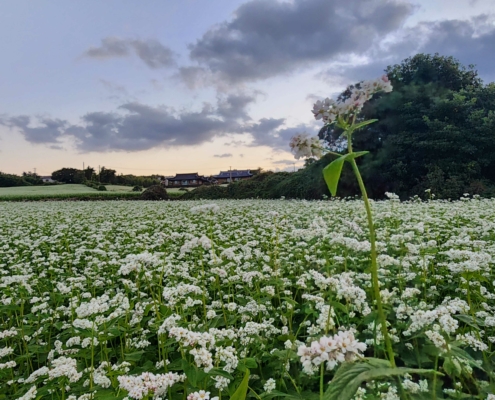제주도 이름모를 길가의 메밀밭 풍경...