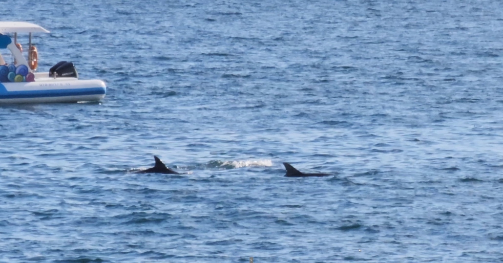 제주 앞바다 남방큰돌고래 를 볼 수 있는 장소