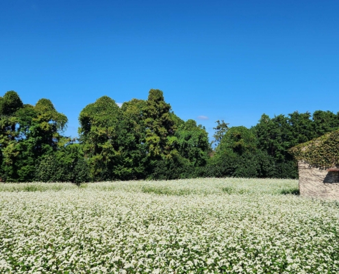 제주의 메밀밭 풍경...
