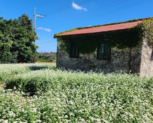 메밀밭 - 카페 너와의 첫여행