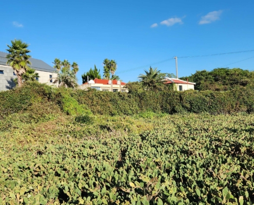 제주에 있는 백년초밭 맛있고 건강에도 좋은 백년초