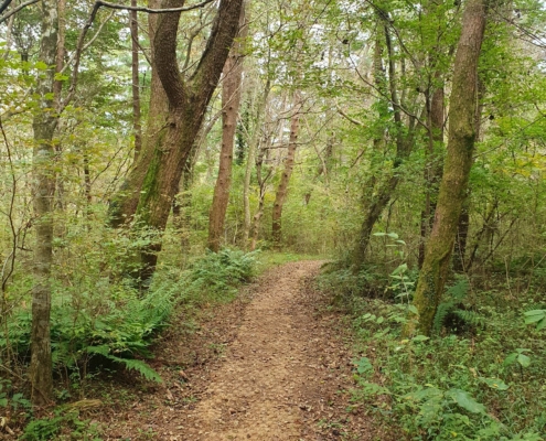 사려니숲길... 제주도에서만 볼 수 있는 감성 숲길....