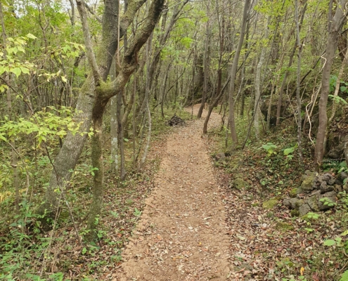 숲에서 나오는 피톤치트 향기를 맡으며....