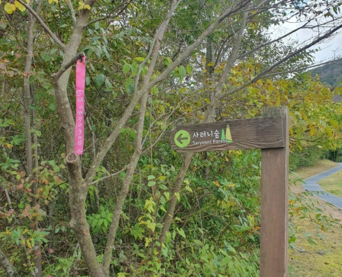 사려니숲길을 걸으며 많은 근심 걱정을 덜어내며....